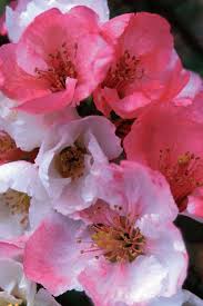 Red flowering quince shrub is perfect for your shrub border. Buy Toyo Nishiki Flowering Quince Plants For Sale Free Shipping 2 Gallon Size Chaenomeles Speciosa From Wilson Bros Gardens