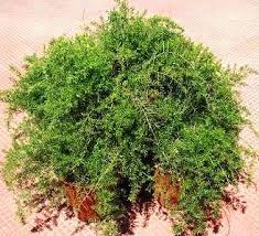 Image result for Asparagus flavicaulis