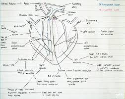Since the heart relies on aerobic respiration to supply its energy needs, cardiac muscle cells are richly a thin, tough membrane called the pericardium surrounds and holds the heart in position. Day 97 Biology Internal Structure Of The Heart Being Yen