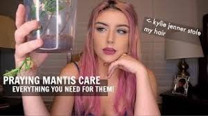 You can not keep orchid mantises together in one enclosure when they are older than l3. Keeping A Praying Mantis As A Pet Youtube