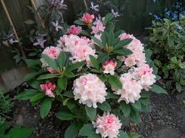 New Rhododendron Dreamland Grows On You Rhododendron Plants Pink Flowers
