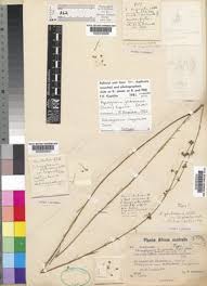 Image result for Aspidoglossum biflorum