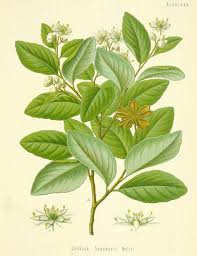 Image result for Quillaja saponaria