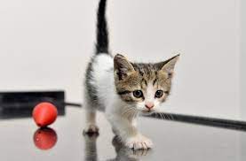 yavru kedi otomobil motorunda istanbul dan antalya ya geldi diken