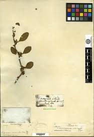 Image result for Lycium mascarenense