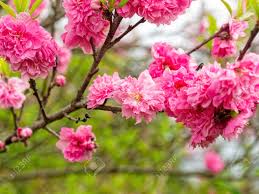 Check spelling or type a new query. Blooming Pink Flowering Peach Trees Flowers Stock Photo Picture And Royalty Free Image Image 165835511
