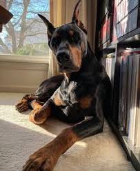 Da der dobermann zu den intelligentesten aller hunde zählt, erkennt der kluge besitzer die notwendigkeit, ständig wachsam zu bleiben, um nicht überlistet zu werden. Die 87 Besten Ideen Zu Familienhund In 2021 Susse Tiere Familienhund Hundebabys