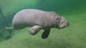 Florida Manatee Deaths Surpass 500 Heading Toward Another Record High In 2021 Wuft News