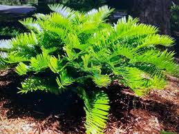 It resembles a small palm and offers a lush tropical look. Coontie Florida S Only Native Cycad Wins National Award From Gca Lifestyle The Palm Beach Post West Palm Beach Fl