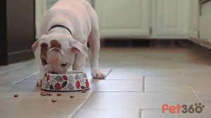 Once your puppy has been weaned off of their mother's milk (around if you decide to use hard foods, be sure to soften the food with some water. Creating A Puppy Feeding Schedule Petmd Petmd