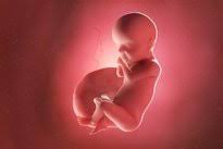 Desenvolvimento Do Bebe 30 Semanas De Gestacao Tua Saude