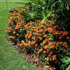 Image result for Crossandra