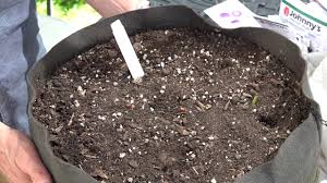 The chipmunks can't bear the smell of it and will stay away. How To Repel Chipmunks From Garden Garden Info