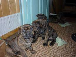 Australian shepherd rottweiler mix puppies for sale with images. Supercute Italian Mastiff Cane Corso Rottweiler Mix Pure Bred Paren For Sale In Akeley Minnesota Classified Americanlisted Com