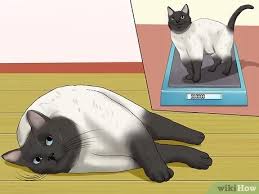 When a cat's urine is at a normal and healthy acidic level, it breaks down the stones in the bladder created by the combination of magnesium and alkaline urine. How To Prevent Urinary Tract Infections In Cats 9 Steps