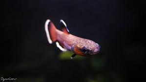 Wild Betta Albimarginata Betta Animals Fish