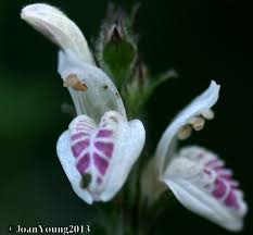 Image result for Isoglossa