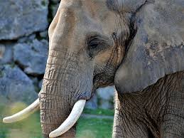 Elephant Muzzle Domestic Big Animal Wallpaper Big Animals Animal Wallpaper Elephant