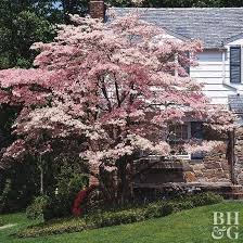 Popular items for statement tree. 10 Best Flowering Trees And Shrubs For Adding Color To Your Yard Dogwood Trees Flowering Trees White Flowering Trees