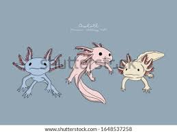 See more ideas about axolotl, drawings, animal drawings. Axolotl Drawing At Getdrawings Free Download