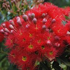 Melaleuca trichophylla is a small spreading shrub from western australia. Flowering Gum Trees Flower Power
