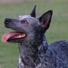 That description fits the australian stumpy tail cattle dog to a 't'. Australian Stumpy Tail Cattle Dog Wisdom Panel German