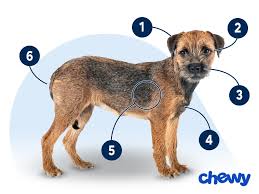 Image result for border teriér