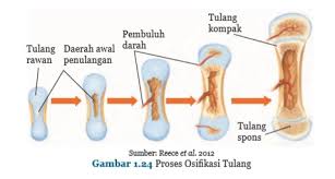 Rangka pada Sistem Gerak Manusia - Buku Sekolah