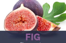 The wounds are too large to ever mend, and the tree has lost its sap lifeline between roots and leaves. Figs Facts And Health Benefits