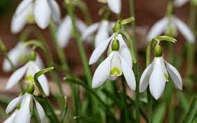 Top 10 Names Of Flowers That Start With S