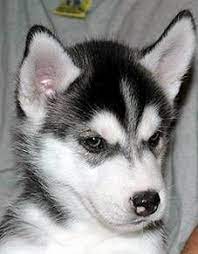 Find white husky in dogs & puppies for rehoming | find dogs and puppies locally for sale or adoption in canada : Pin By Chris Folmer On Husky Pictures Husky Puppy White Husky Siberian Husky Puppies