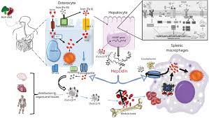 Influence Of Hepcidin In The Development Of Anemia Intechopen