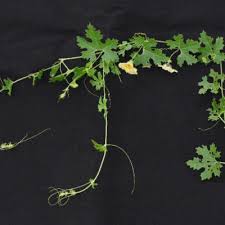 Image result for Momordica pterocarpa