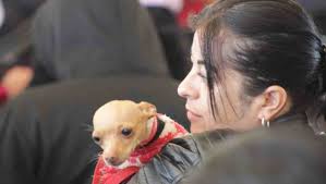 Desde multas hasta arresto: endurecen sanciones por maltrato animal en Edomex