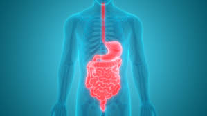 Pylori, penggunaan obat oains jangka panjang, faktor gaya hidup, atau penyakit tertentu. Anatomi Dan Fungsi Lambung Manusia Hello Sehat