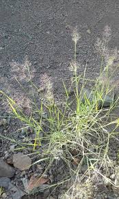 Image result for Eragrostis patentipilosa