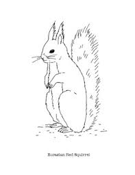 For boys and girls, kids and adults, teenagers and toddlers, preschoolers and older kids at school. Eurasian Red Squirrel Coloring Page By Mama Draw It Tpt