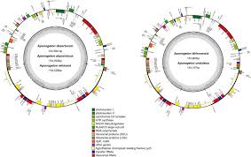 Image result for Aponogeton desertorum