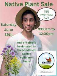 Image result for Nesaea sarcophylla