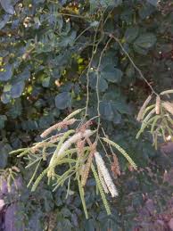 Image result for Adenopodia schlechteri