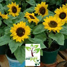 Bunga matahari yang indah ini selain sebagai tanaman hias juga dapat dibudidayakan sebagai makanan. Tanaman Bunga Matahari Mini Import Bunga Cabang Perkebunan Di Carousell