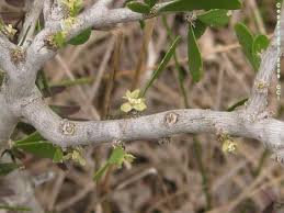 Image result for Landolphia cuneifolia