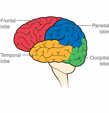 Image result for Frontal Lobe