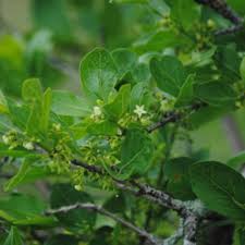 Image result for Afrocanthium mundianum