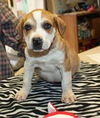 Pet insurance plans are underwritten by united states fire insurance company (naic#21113. Adoptable Puppies One Step Closer Animal Rescue Oscar Facebook