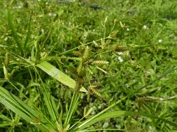 Image result for Cyperus sp.no.3