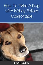 Dealing With Chronic Kidney Failure In Dogs How To Keep Them Comfortable Dogvills In 2020 Chronic Kidney Failure Dog Behavior Problems Kidney Failure Treatment