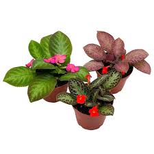 Image result for episcia