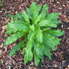 Image result for Elephantopus