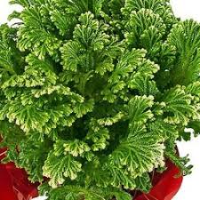 Image result for Selaginella mittenii
